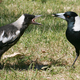 Australian magpies (not ones involved in the new study).